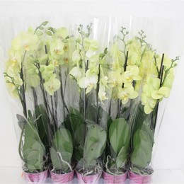 Фаленопсис Ов Желтый 2 стебля ( Phalaenopsis Ov Yellow 2 stem ) W 12 см H 65 см