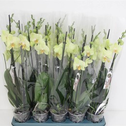 Фаленопсис и Вольтерра 3 голоса ( Phalaenopsis An Volterra 3 stem ) W 12 см H 60 см