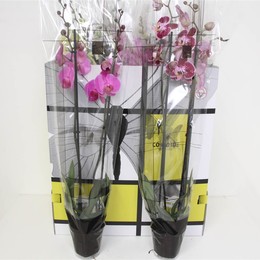 Фаленопсис смешанный 8 Цветов 2 стебля ( Phalaenopsis Mixed 8 Colour 2 stem ) W 12 см H 70 см