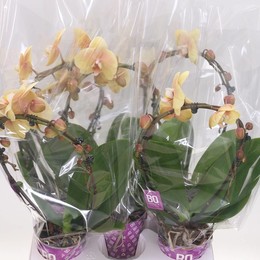 Фаленопсис Эллипс Желтый ( Phalaenopsis Ellips Yellow ) W 12 см H 50 см