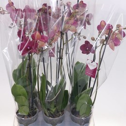 Фаленопсис Монтре 2 Стебля ( Phalaenopsis An Montreux 2 Stem ) W 12 см H 55 см
