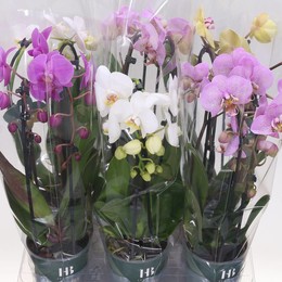 Фаленопсис Эль Каскад 2 стебля ( Phalaenopsis El Cascade 2 stem ) W 12 см H 45 см