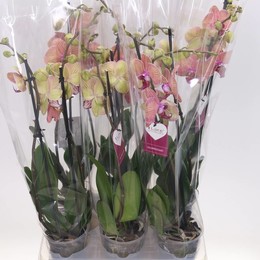 Фаленопсис Ов Оранжевый 2 Стебля ( Phalaenopsis Ov Orange 2 Stem ) W 12 см H 55 см