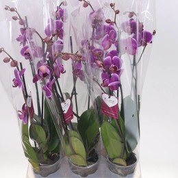 Фаленопсис обыкновенный 2 стебля ( Phalaenopsis An Budapest 2 stem ) W 12 см H 55 см
