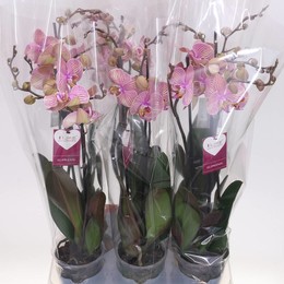 Фаленопсис различный 2 стебля ( Phalaenopsis Divers 2 stem ) W 12 см H 55 см