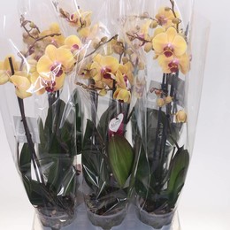 Фаленопсис Золотая Красавица 2 голоса ( Phalaenopsis Golden Beauty 2 stem ) W 12 см H 55 см