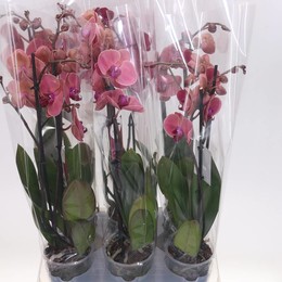 Фаленопсис Азиатский Коралловый 2 стебля ( Phalaenopsis Asian Coral 2 stem ) W 12 см H 55 см