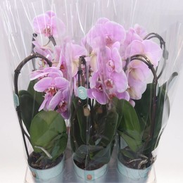 Фаленопсис Цветочный Розовый 1 стебель ( Phalaenopsis Flow Pink 1 stem ) W 12 см H 45 см