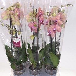 Фаленопсис Золотой Леопард 2 стебля ( Phalaenopsis Golden Leopard 2 stem ) W 12 см H 55 см