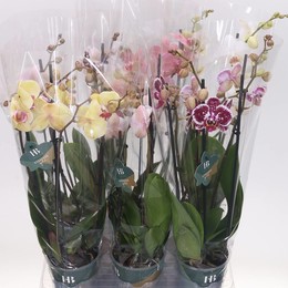 Фаленопсис смешанный 4 стебля ( Phalaenopsis Mixed 4 stem ) W 12 см H 50 см