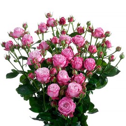 Rosa Tr Lady Bombastic (Роза куст Леди Бомбастик) В50 Зеленый Дом
