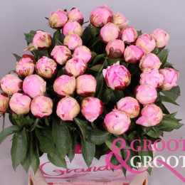 Paeonia NANCY NORA (Пион Ненси Нора) В55
