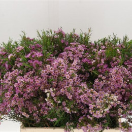 Chamelaucium Un Wendy Rose (Хамелациум Ун Венди Роуз)