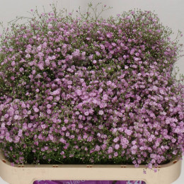 Gypsophila My Pink (Гипсофила май пинк) В75