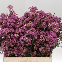 Chamelaucium adi(Хамелациум ади) В60