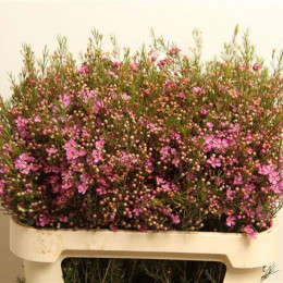 Chamelaucium purple pride (Хамелациум перпл прайд) В80
