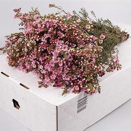 Chamelaucium adi(Хамелациум ади) В40