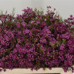 Chamelaucium eden (Хамелациум Эден) В80