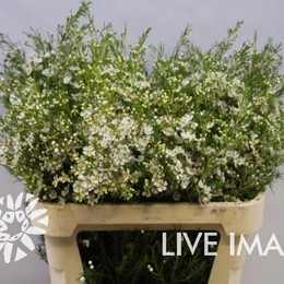 Chamelaucium Uncinatum Ofir (Хамелациум Унценатум Офир)В70
