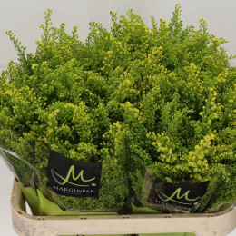 Solidago Golden Glory (Солидаго Голден Глори) B70 Piaveri