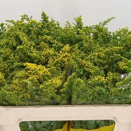 Solidago carzan glory (Солидаго Карзан глори) В70