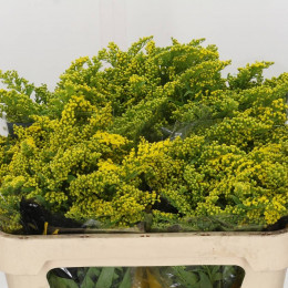 Solidago carzan glory(Солидаго Карзан глори)В80