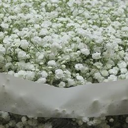 Gypsophila Xlence (Гипсофила Xlence) В40