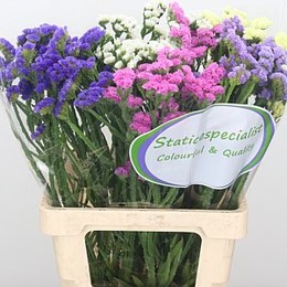 Limonium Statice Mix (Лимониум Статица Микс) В70