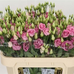 Eustoma G Rosita Rose Pink (Эустома Росита Роус Пинк) В72