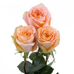 Rosa Gr Shukrani ( Шукрани ) В60 Rosa Prima