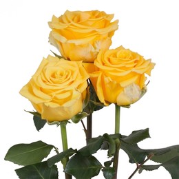 Rosa Gr Sonrisa ( Сонриса ) В60 Rosa Prima
