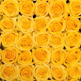 Rosa Gr Super Sun ( Супер Сан ) В60 Rosa Prima