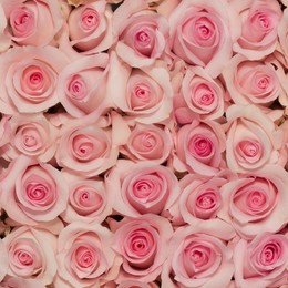 Rosa Gr Sweet Akito ( Свеет Акито ) В60 Rosa Prima