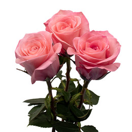 Rosa Gr Sweet Mama ( Свеет Мама ) В60 Rosa Prima