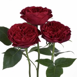 Rosa Gr Tess ( Тесс ) В60 Rosa Prima