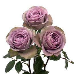 Rosa Gr Tiara ( Тиара ) В60 Rosa Prima