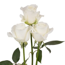 Rosa Gr Tibet ( Тибет ) В60 Rosa Prima