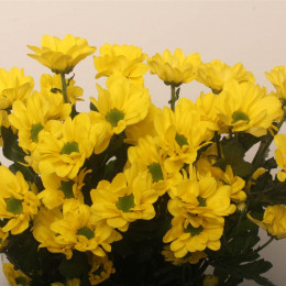 Chrys. tr. Copa (Хриз. куст. Копа) В70