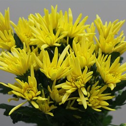 Chrys. tr. Delianne Yellow (Хриз. куст. Делианн Еллоу) В70