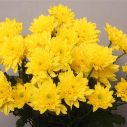 Chrys. tr. Euro Yellow (Хриз. куст. Евро Еллоу) В70