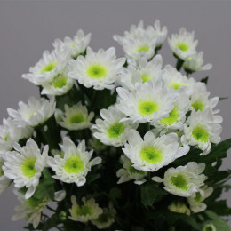 Chrys. tr Double White (Хриз Куст Дабл Вайт) В70