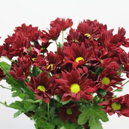 Chrys. tr. Merlot (Хриз. куст. Мерлот) В70