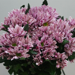 Chrys. tr. Stylist Pink (Хриз. куст. Стилист Пинк) В70