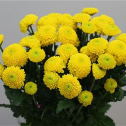 Chrys tr Lemondrop (Хриз куст Лемондроп) В70