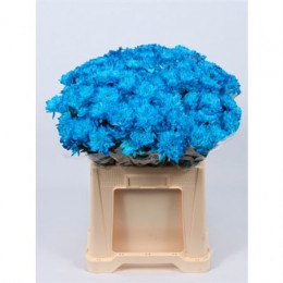 Chrys. tr. Zembla Blue (Хриз куст. Зембла Блу) В70
