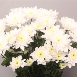 Chrys. tr. Bonita (Хриз. куст. Бонита) В70