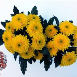 Chrys T Ibis Sunny (Хриз куст Ибис Санни) В70