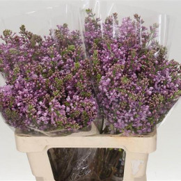 Syringa Dark Koster Blue (Сирень Дарк Костер Блу) В50