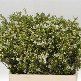 Chamelaucium crystal pearl (Хамелациум Кристал Перл) В50