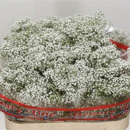 Gypsophila Million Star (Гипсофила Миллион Стар) В75
